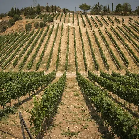 Gillham Vineyard