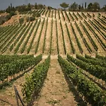 Gillham Vineyard