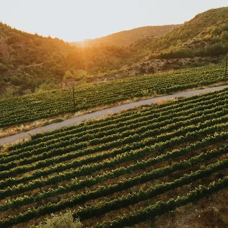 Hotel Gillham Vineyard