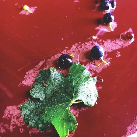 Gillham Vineyard Templos