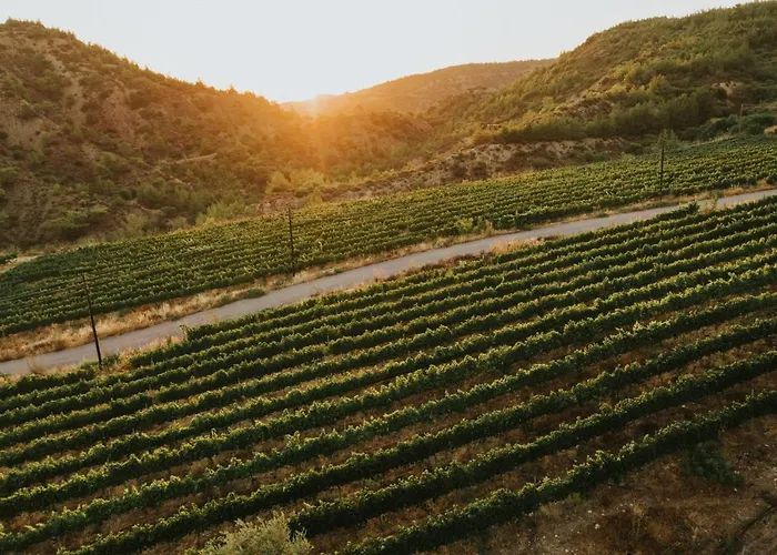 ホテル Gillham Vineyard